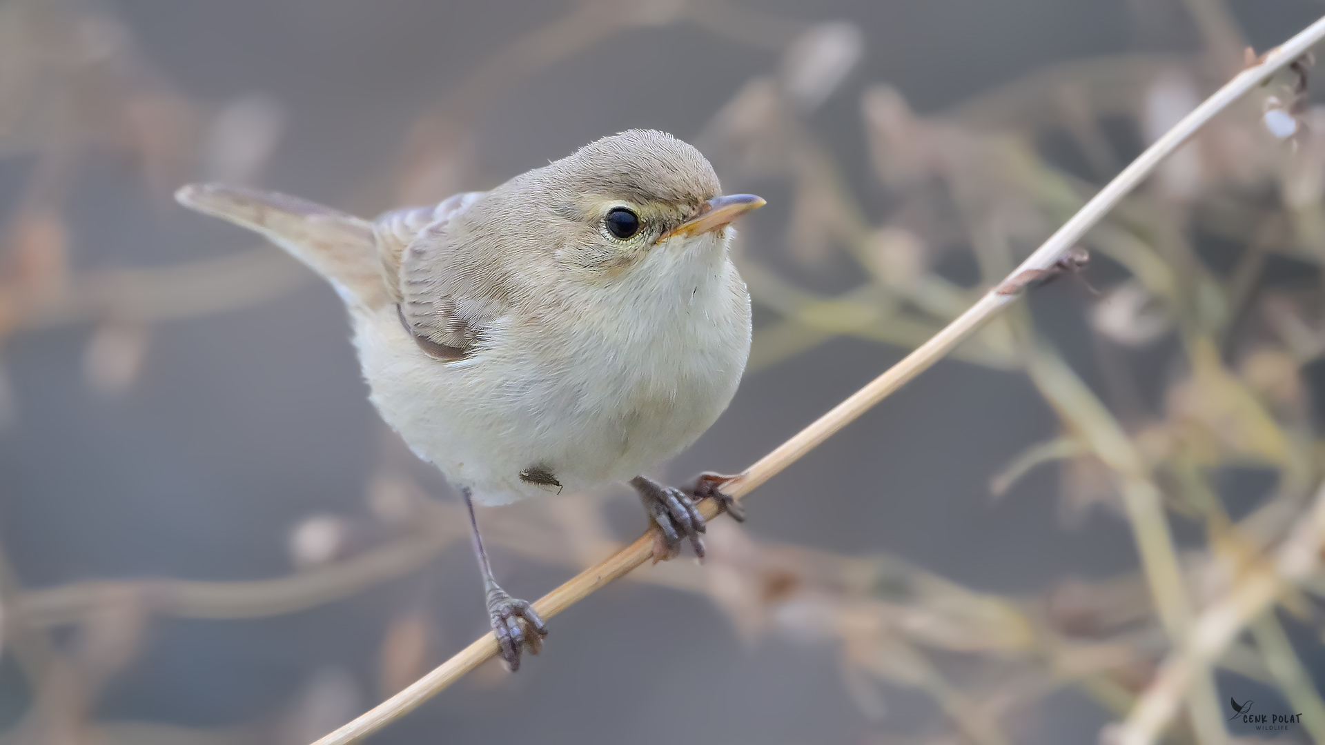 Booted Warbler